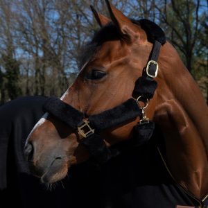 Cavar ボア無口 ブラック